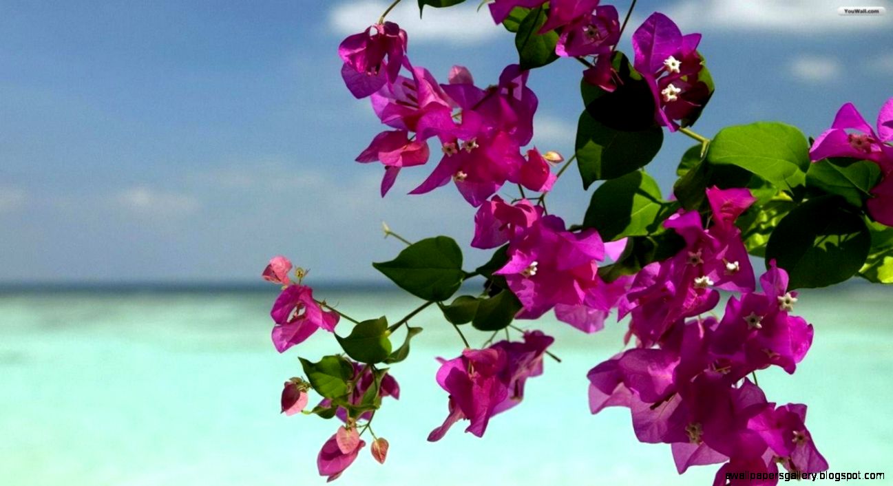 YouWall   Summer Flowers Wallpaper   wallpaperwallpapersfree