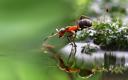 Hormiga - Ant - Fourmi - Ameise - 螞蟻 - مورچه