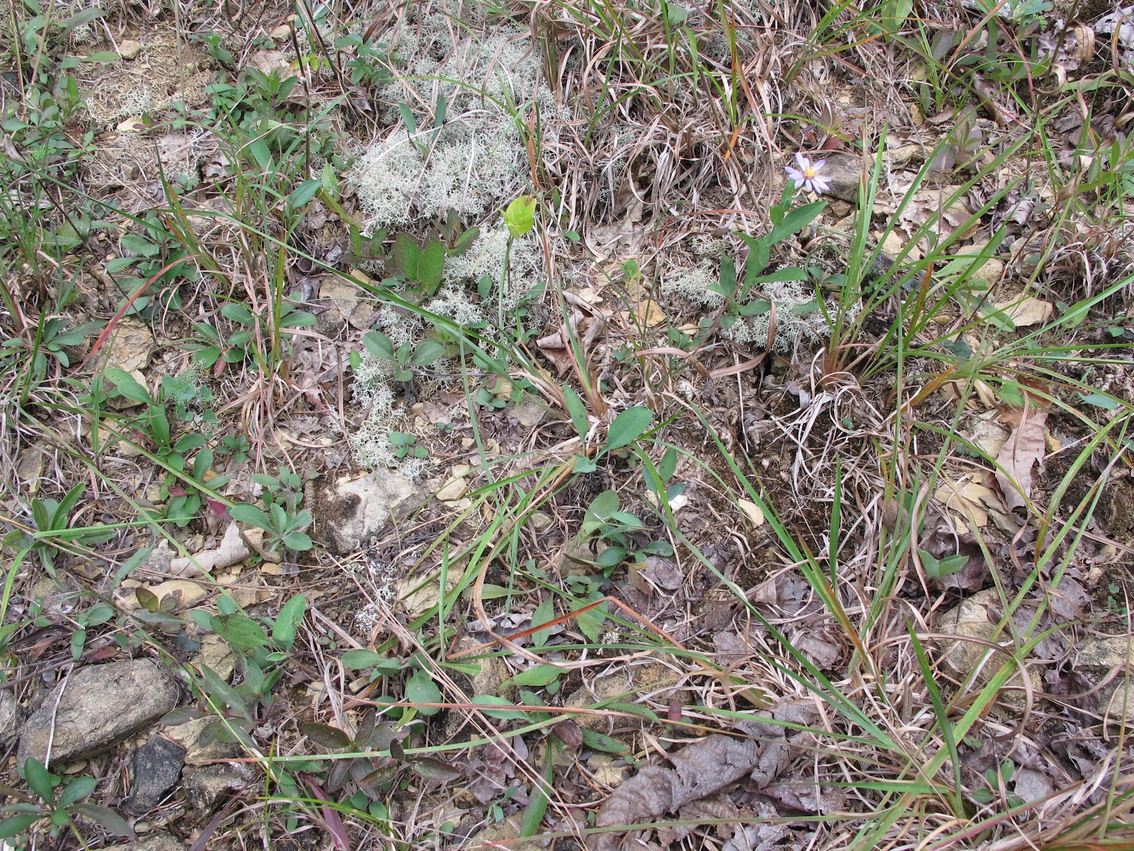 Blue Jay Barrens Steep Hill Clearing Site