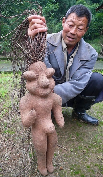 Chinese Fleeceflower: Human-shaped Root