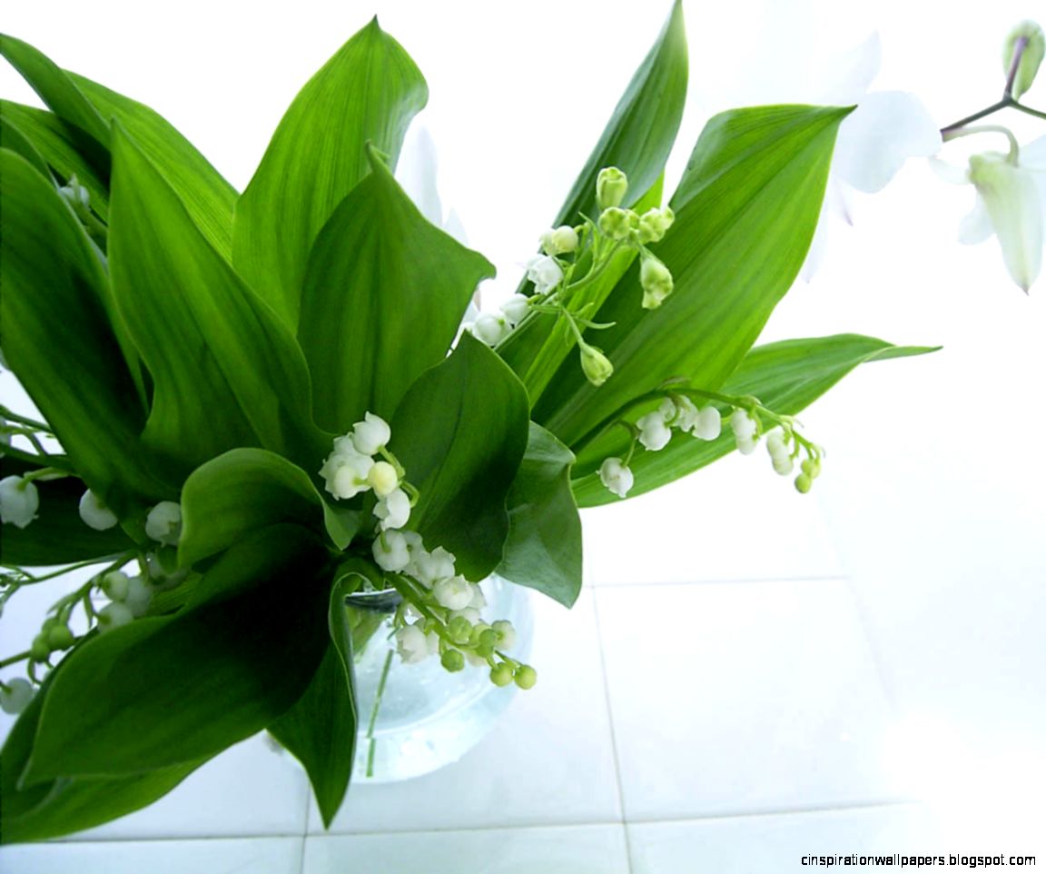 Lily Of The Valley Wallpaper Desktop Inspiration Wallpapers