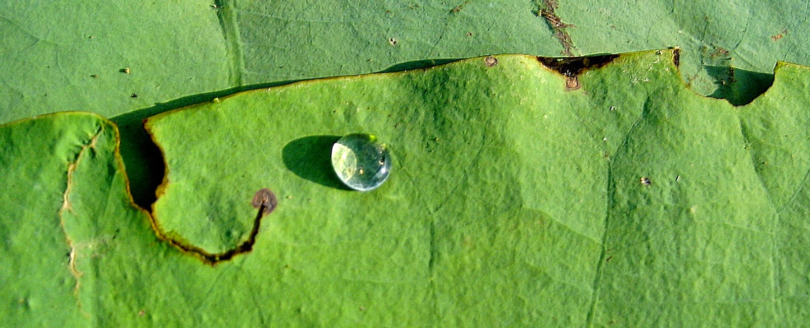 Living Rootless Louisiana Lake Martin, Late Summer, 1