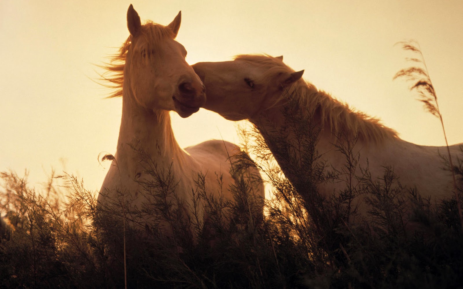 Любовь лошадей. Лошади на природе. Лошадиные нежности. Обои лошади.