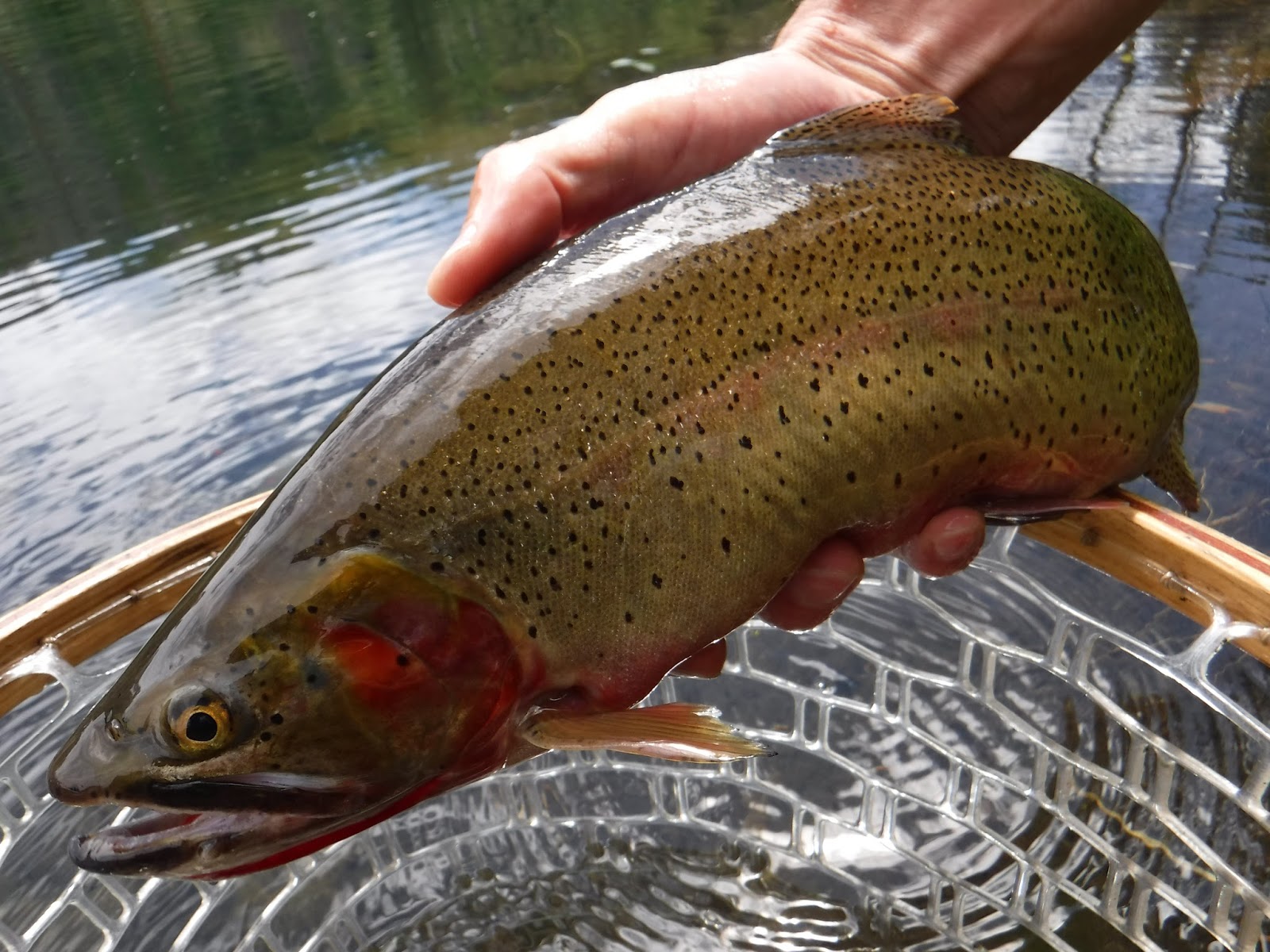Southern Utah Fly Fishing ,Quiet Fly Fisher Guide Service & Fly Shop Fly Fish Southern Utah