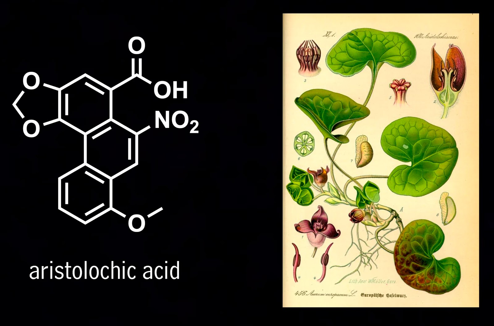Кислоты растительного происхождения. Аристолохиевая кислота. Растения, содержащие аристолохиевую кислоту. Кислота ассоциации. Аристолохиевая кислота в чаях.