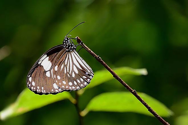 Beauty of Fauna and Flora in Nature: Butterflies of Langkawi Part 2