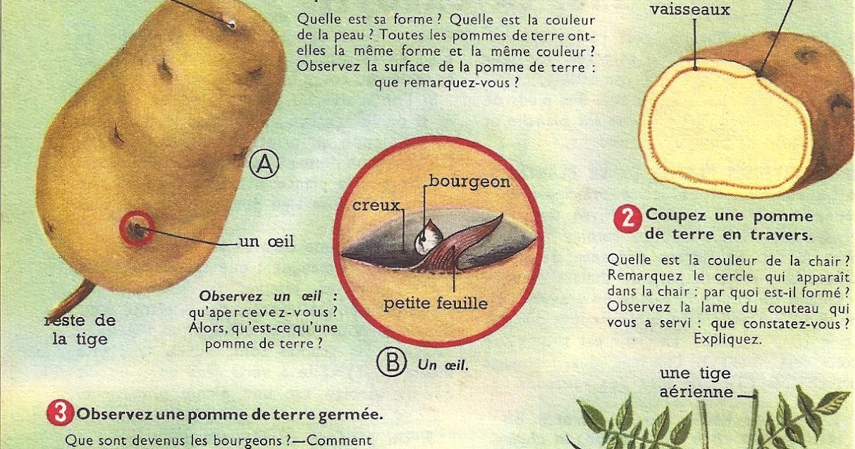 Manuels Anciens 57 La Pomme De Terre Tubercule