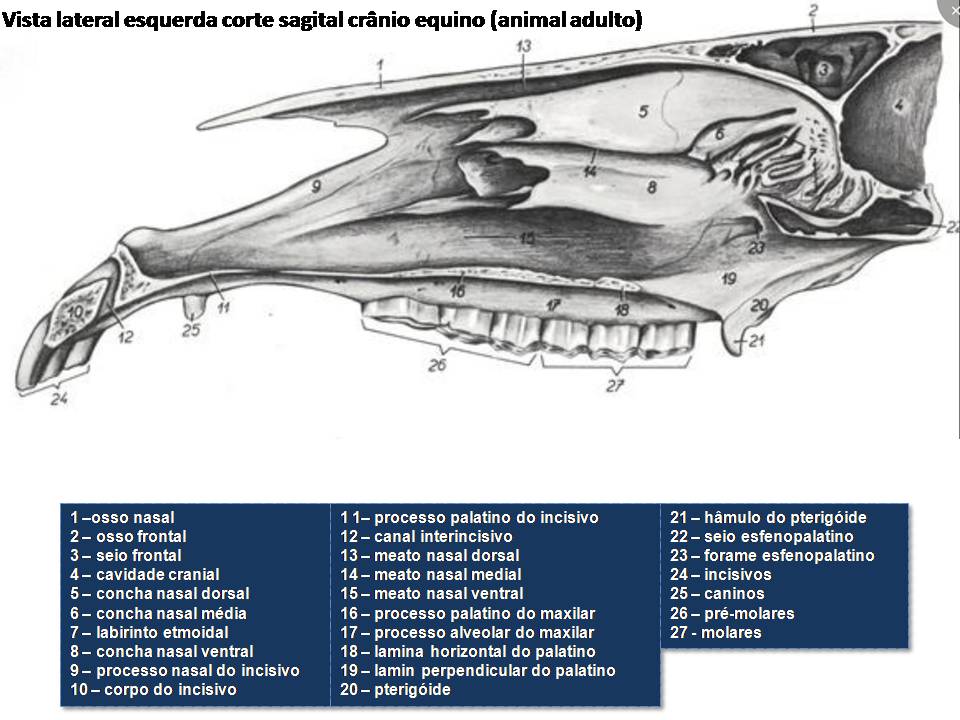 atlas Anatomia de Equinos - Ossos do Crânio