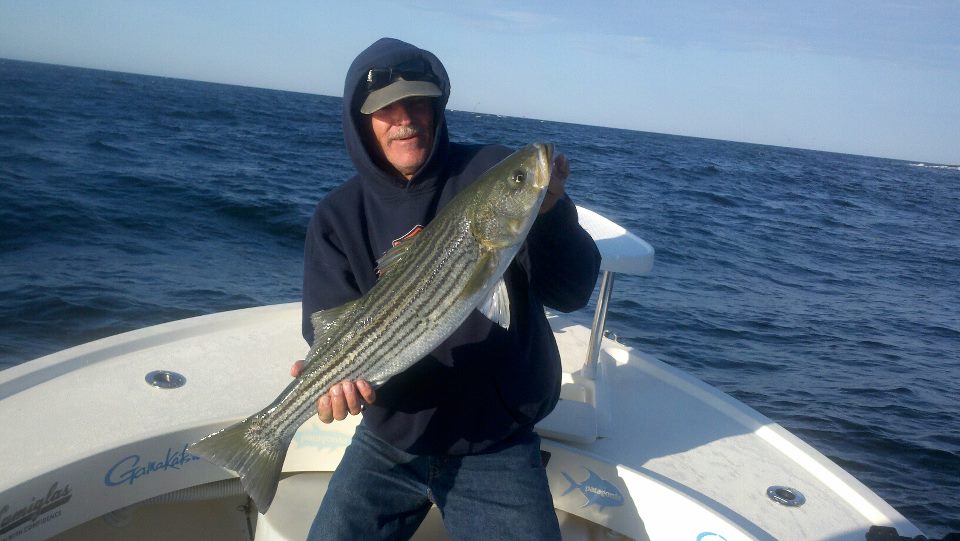 Maine Striper Fishing Charters & Reports Hotline 2076910745 Maine