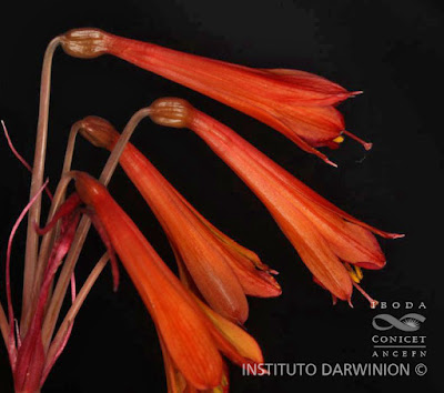 Amancay rojo (Hieromynella marginata)