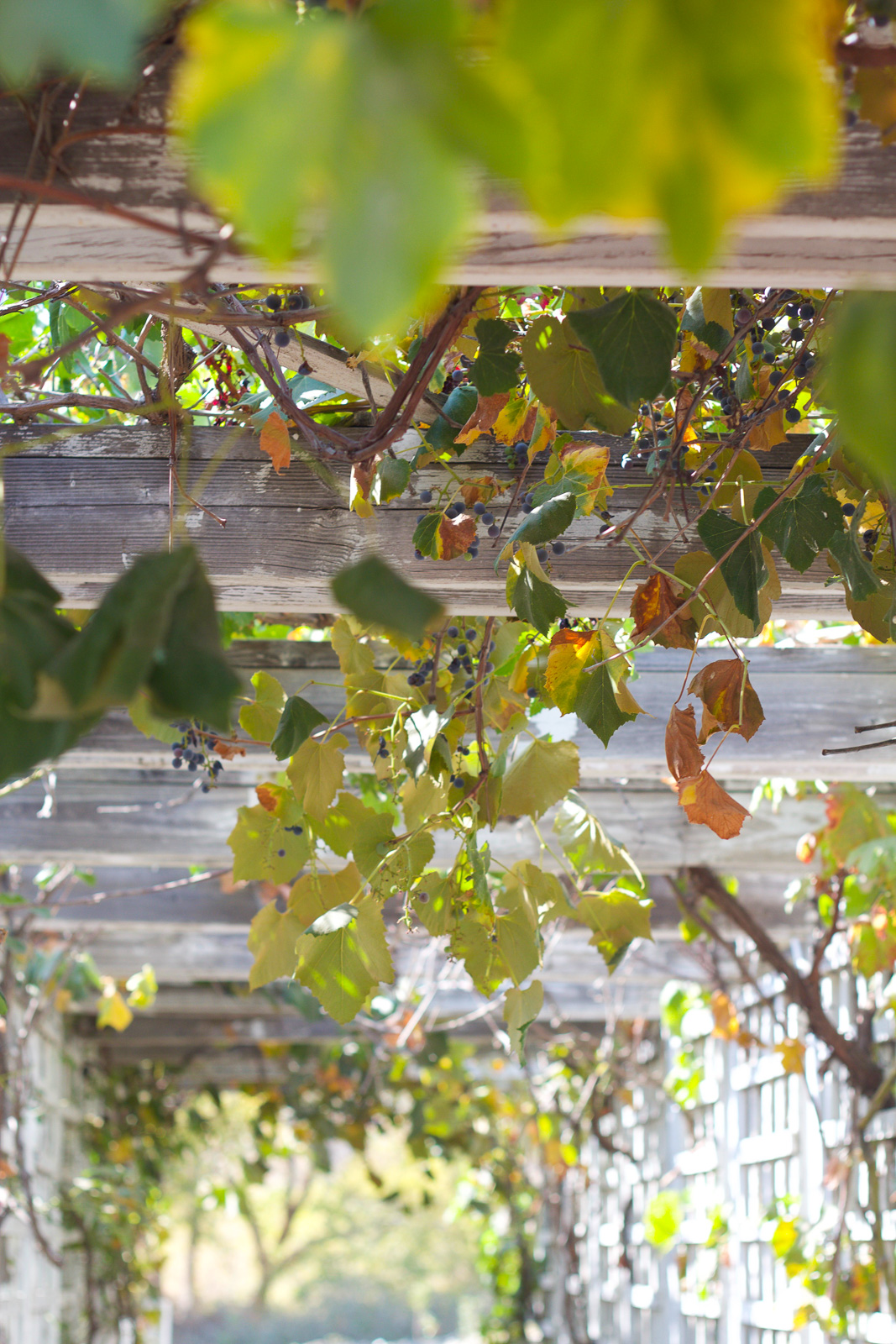 riley's apple farm apple picking riley's apple farm apple picking