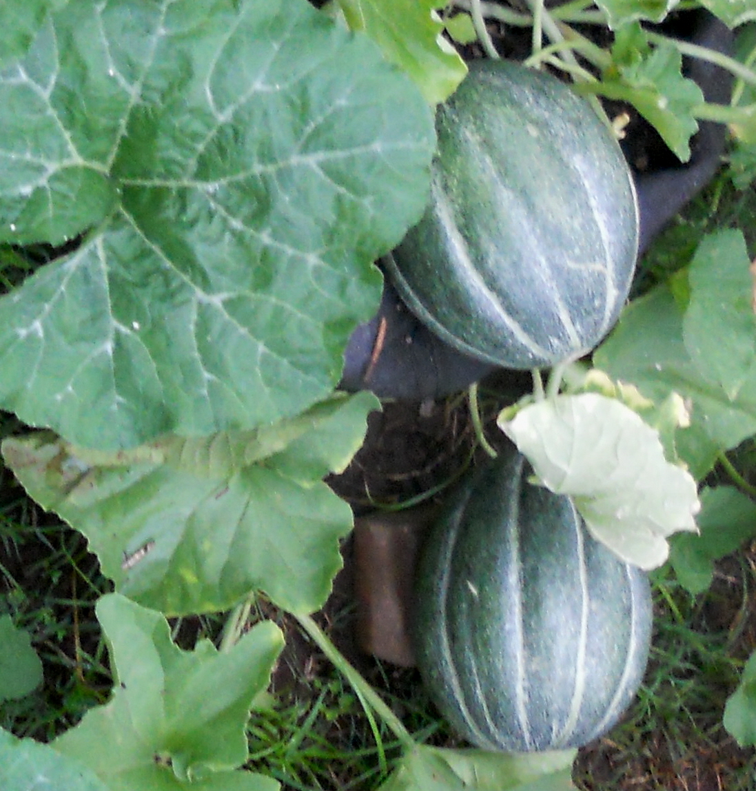 A Kitchen Garden in Kihei Maui Growing Melons in Kihei