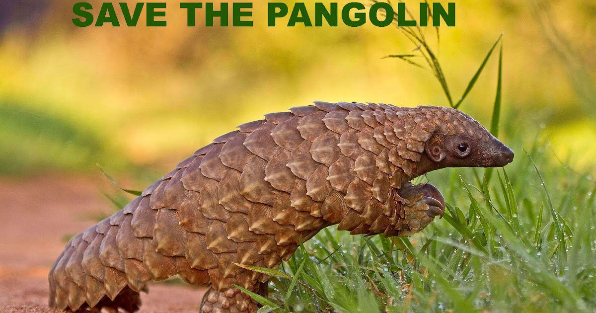 Save The Animals : What is A Pangolin? | Save Pangolins