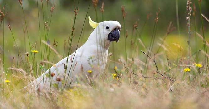 15 Fakta Menarik Burung Kakaktua Misteri Fakta Dan Fenomena