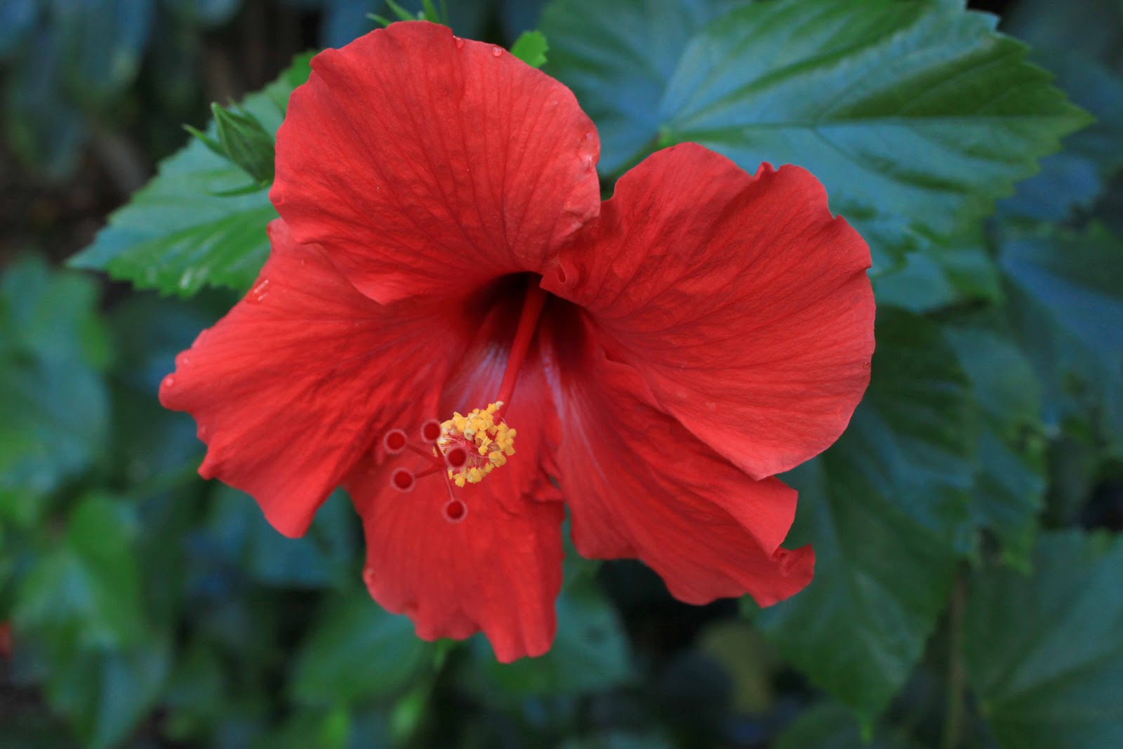 Madsnapper red hibiscus