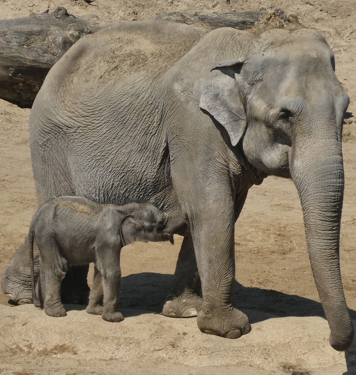 Picture of an elephant with her baby.