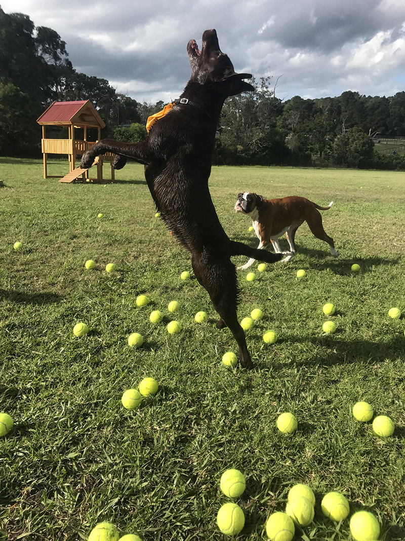 Doggy Daycare Farm Trips for Sydney Dogs Australian Dog Lover