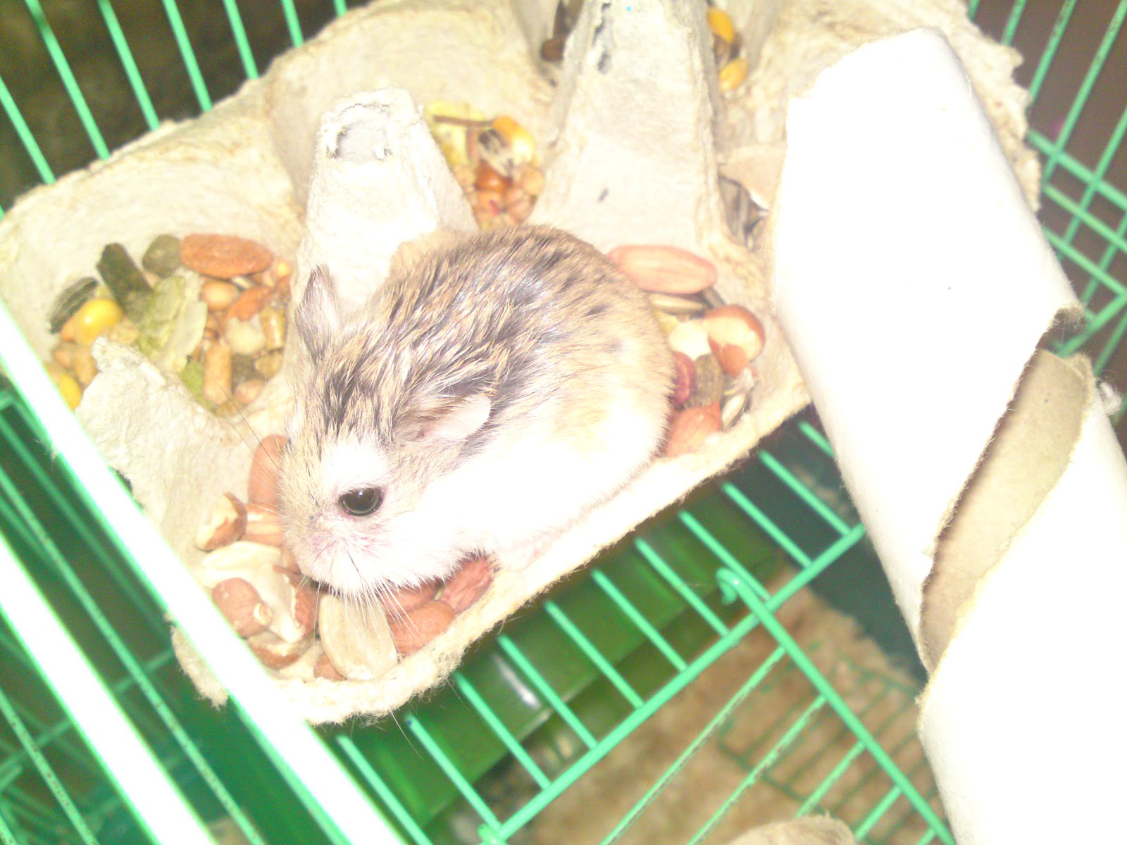 When I grow up . . . . Hamsters, Hamper and the missing Marigolds