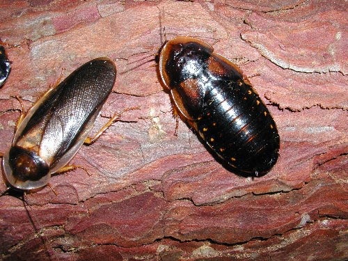 dubia-roaches.jpg
