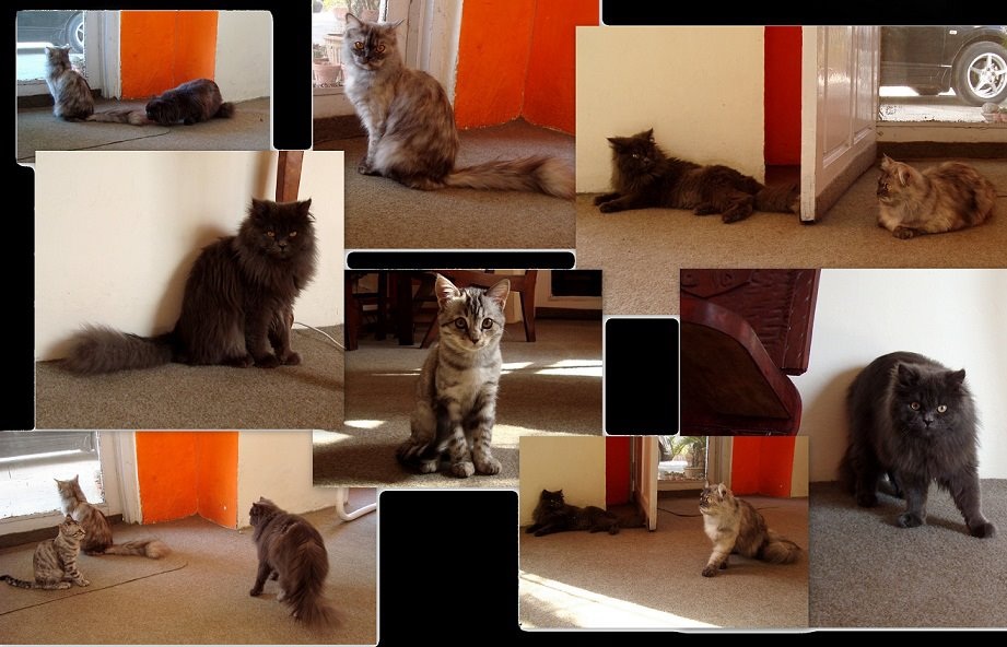 Gray Persian, British Short hair, Persian Greyish Black Cats For Sale