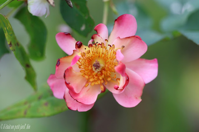 rosier cariad david austin