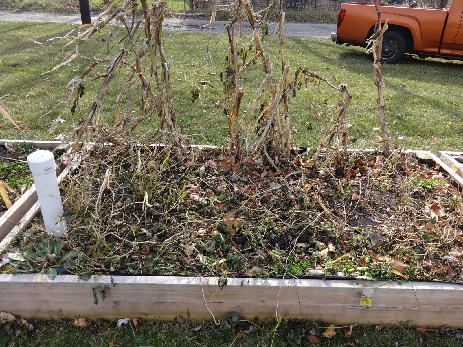 The Perennial Agriculturalist the once and future bean ( wall )