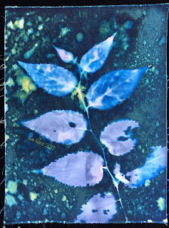 Wet Cyanotype_Sue Reno_Image 164