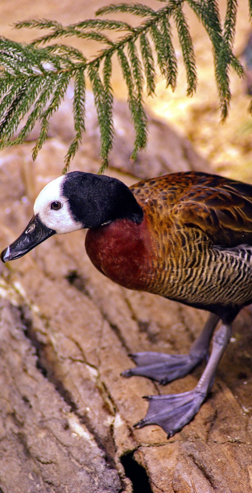 A white-faced whistling duck