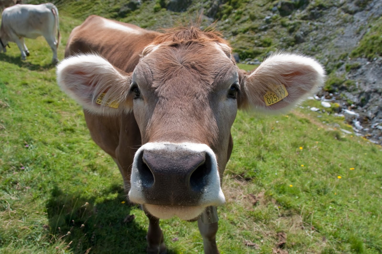 Mucca Come sopravvivo all'arrivo dei miei bambini