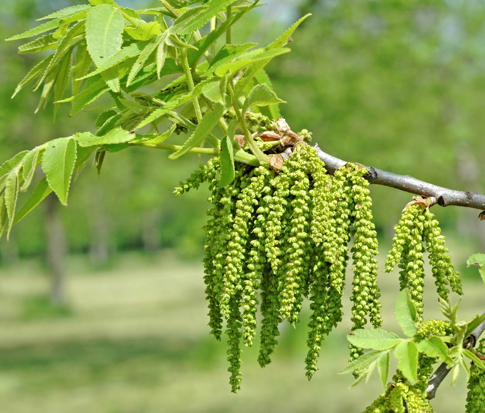 Northern Pecans Pollen starting to fly