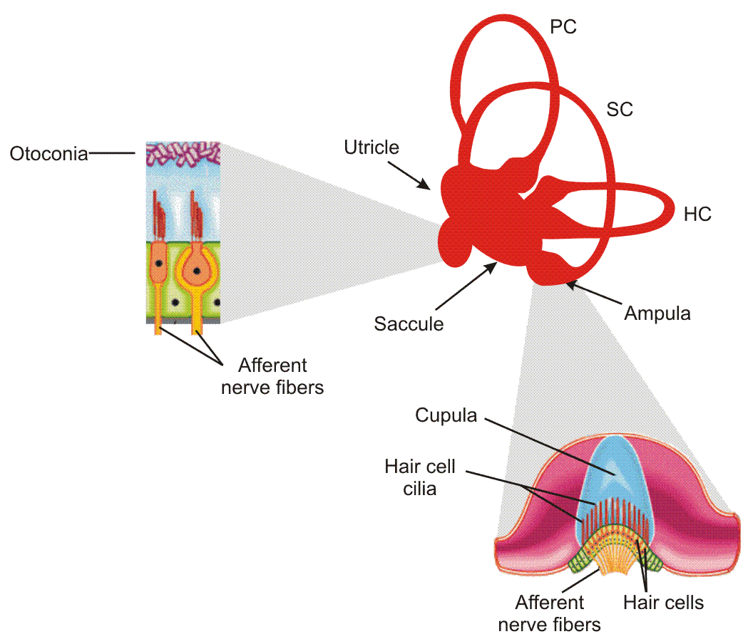 Can Vestibular Disease Cause Seizures In Dogs Can Vestibular Disease Cause Seizures In Dogs