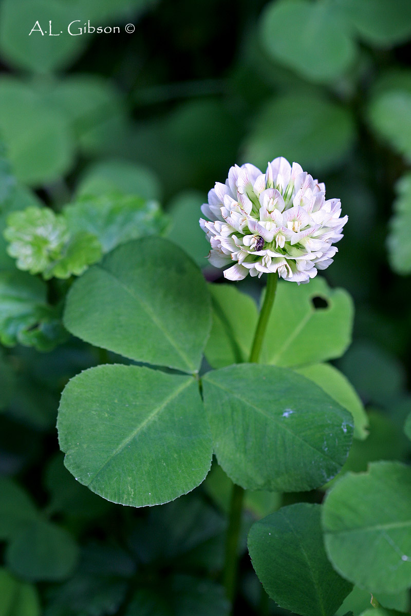 The Buckeye Botanist: Running Buffalo Clover, Orchids and