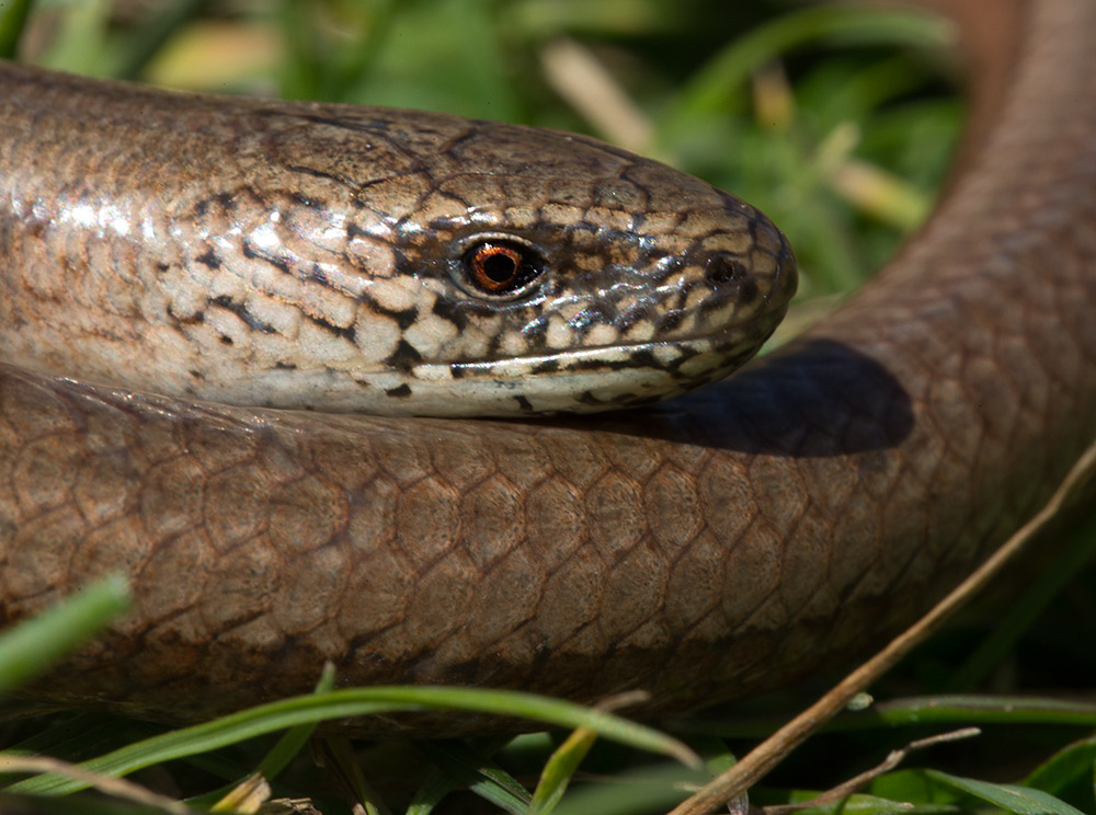 Just Wild Images by Will Bowell Peterborough Reptiles