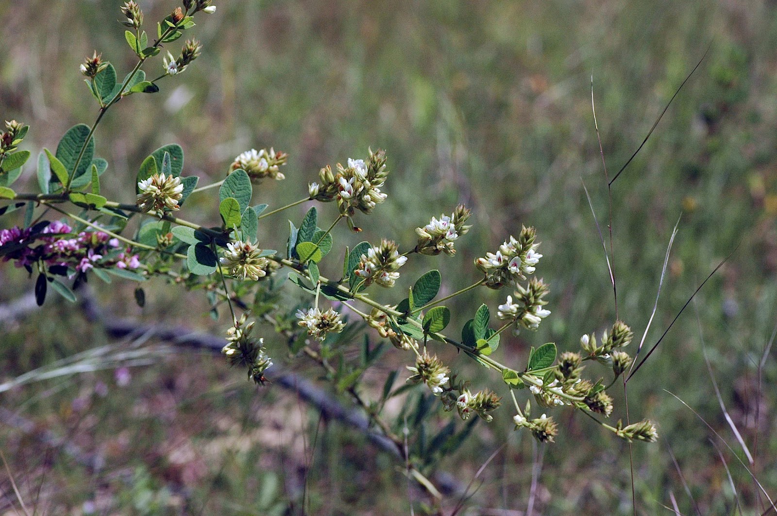 Field Biology in Southeastern Ohio Lespedeza Bush Clovers