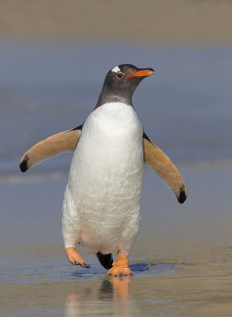 penguin cover photos