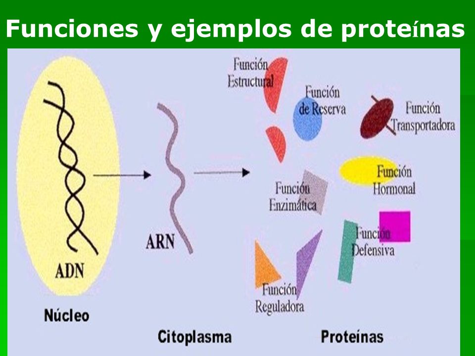 Proteinas en la orina que significa