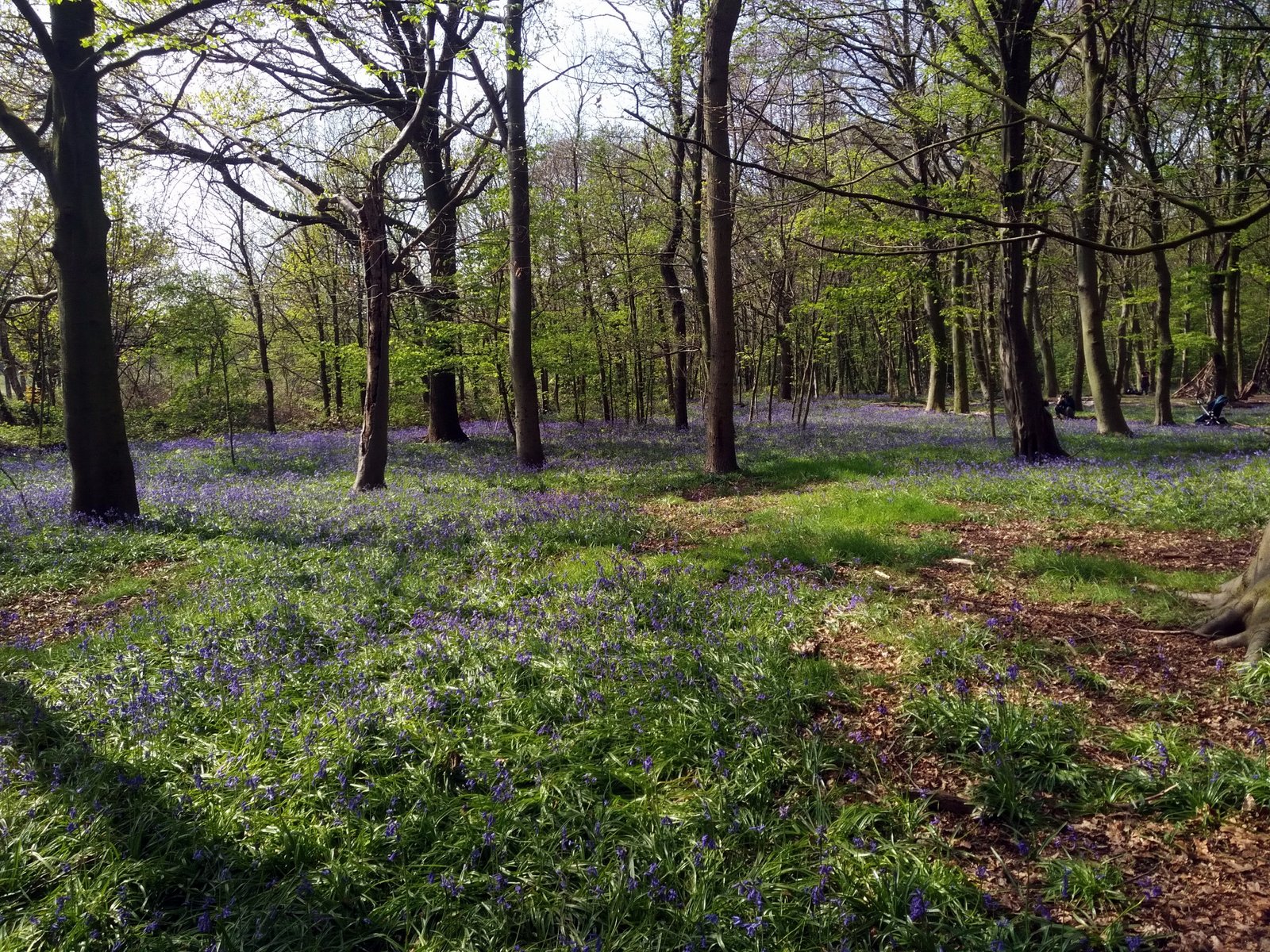 Blog Of An Ancient Gardener Deer Country 9 Two Resistant Trees