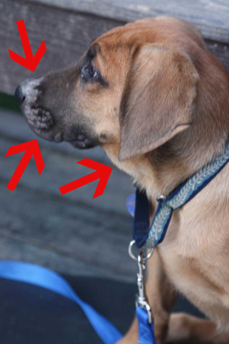 Dog Has Swollen Lymph Nodes In Neck Carfareme 2019 2020