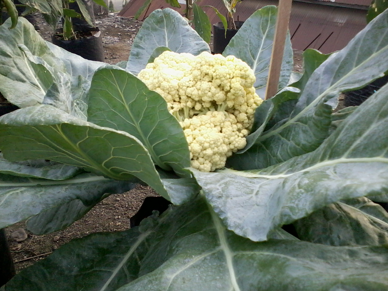 Pandan Berduri: Morfologi Tanaman Bunga Kol