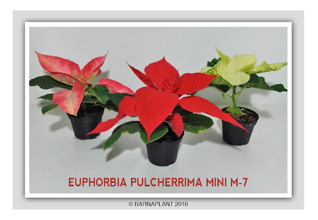 Euphorbia-Pulcherrima-Mini-M7