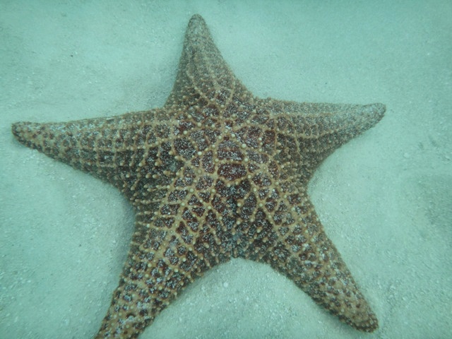 Estrellas de Mar en la Piscina Natural de Punta Cana