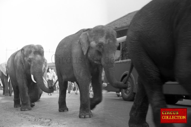 Les éléphants du Cirque National Suisse Knie marchent jusqu'a la place du cirque