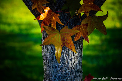 fall leaves photo by mbgphoto