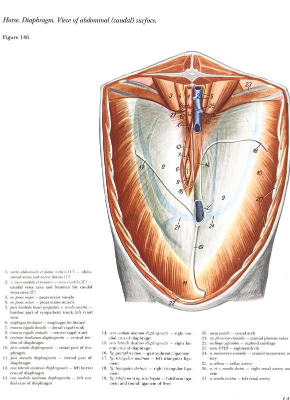 horse-diaphragma-abdominal-caudal-surface-cavalo-mare-egua-equine-equino-popesko-vetarq-pdf-anatomia-anatomy-veterinary-free-images