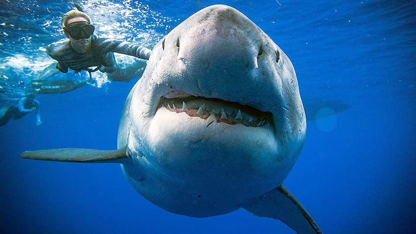 Reaparece gigantesco Tiburón Blanco