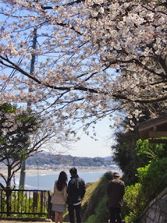 鎌倉成就院の桜