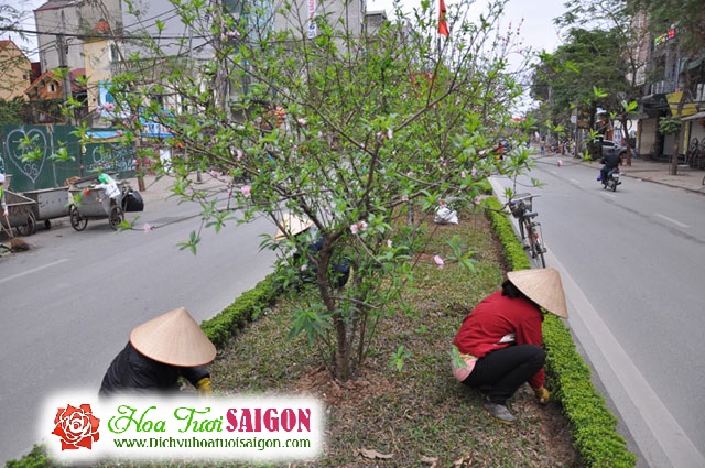 [Image: Ngam-con-duong-hoa-dao-ruc-sac-giua-long-Ha-Noi-9.jpg]