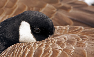 A close-up of a Canada Goose resting with it's bill under its back feathers but with a clear open alert eye.