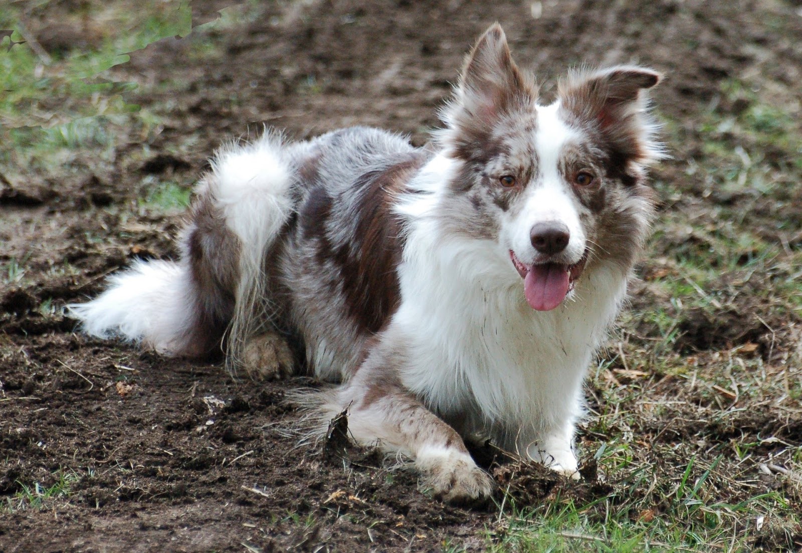 Five Dog Breeds that can have a Merle Coat