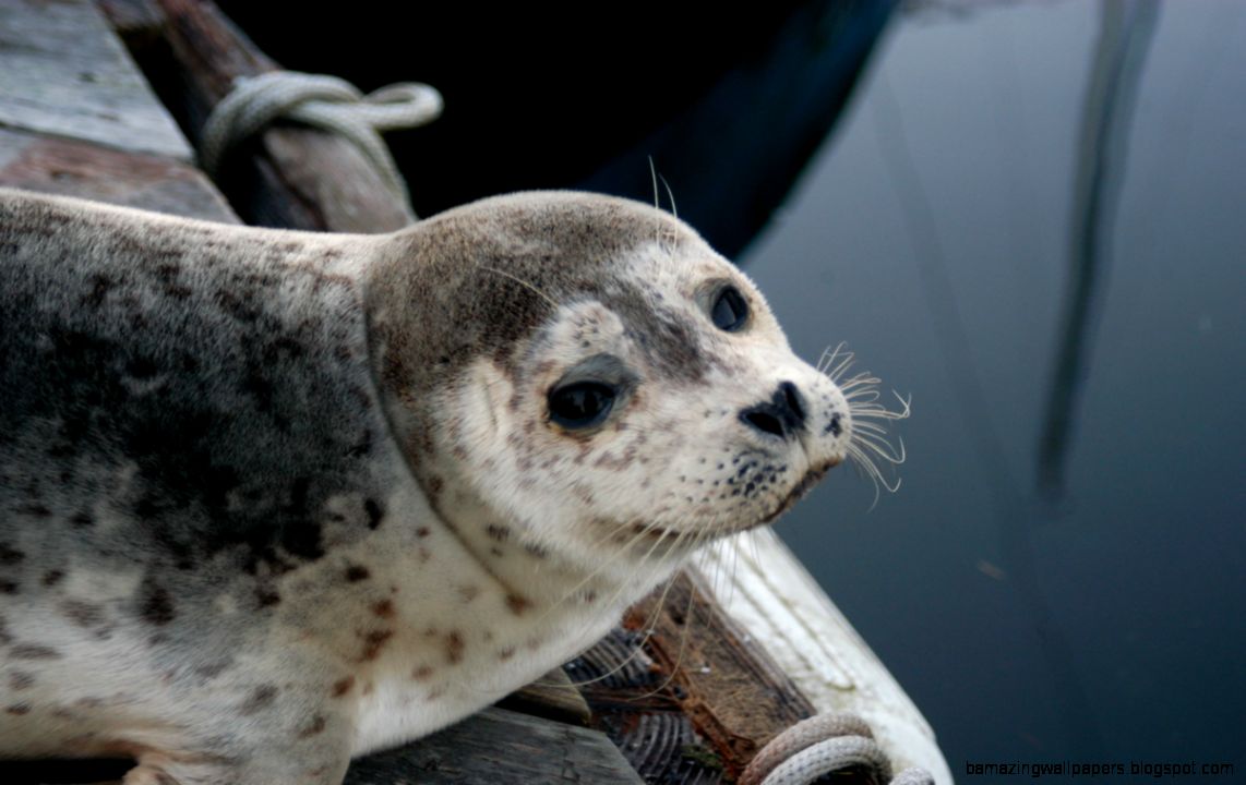 Harbor Seal  the whale trail